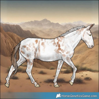 Horse Color:Gray White Spotted Gold Champagne Tobiano Frame Leopard 