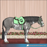 Horse Color:Grullo Sabino Rabicano