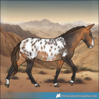 Horse Color:Buckskin Splash Appaloosa 