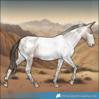 Horse Color:Gray Amber Champagne Roan Tobiano Frame Appaloosa 