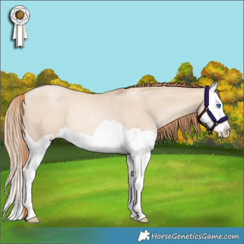 Horse Color:Smoky Grullo Pearl Splash Rabicano 