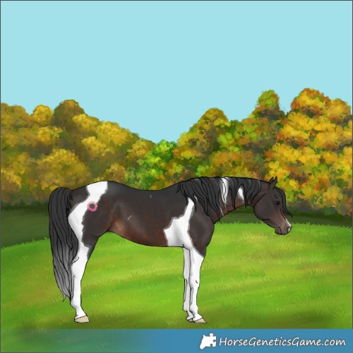 Horse Color:Brown Tobiano 