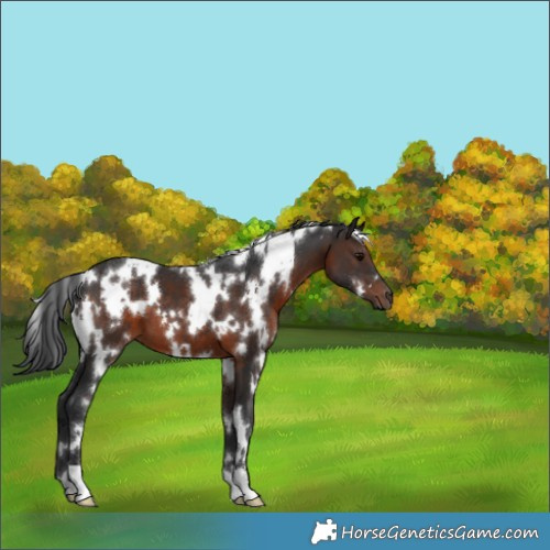 Horse Color:White Spotted Brown 