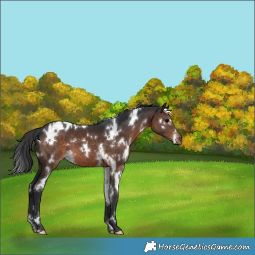 Horse Color:White Spotted Brown 