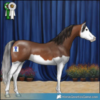 Horse Color:Bay Splash 