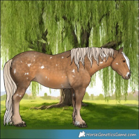 Horse Color:White Spotted Chocolate Palomino Rabicano