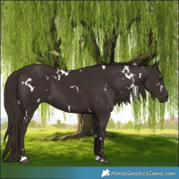 Horse Color:White Spotted Liver Chestnut