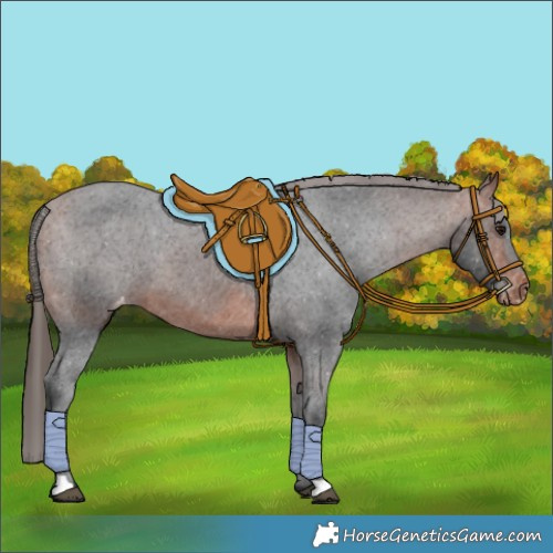 Horse Color:Unknown 