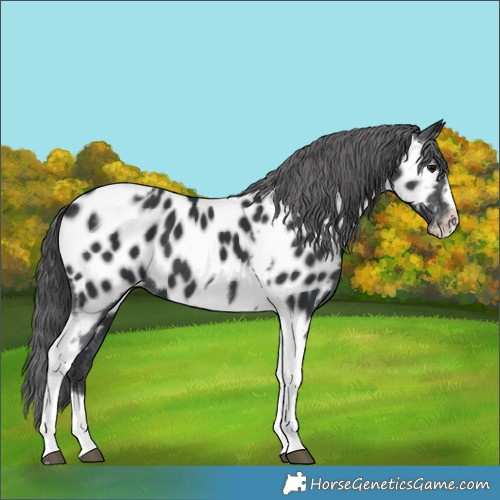 Horse Color:Black Tobiano Frame Appaloosa