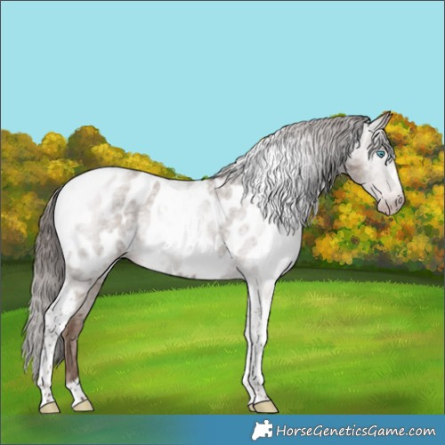 Horse Color:Gray Classic Champagne Roan Tobiano Frame Appaloosa