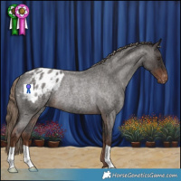 Horse Color:Liver Red Roan Appaloosa Rabicano