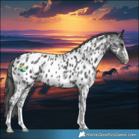 Horse Color:Black Sabino Appaloosa Rabicano