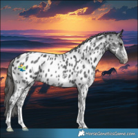 Horse Color:Black Sabino Near Leopard Rabicano