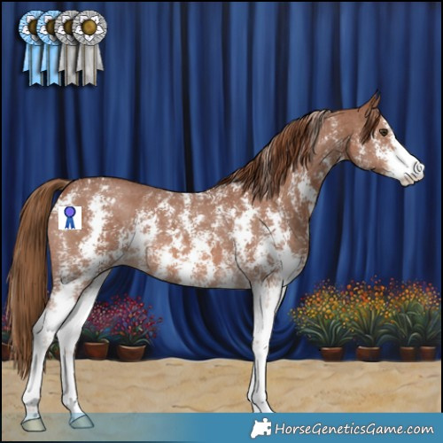 Horse Color:Chestnut Sabino 