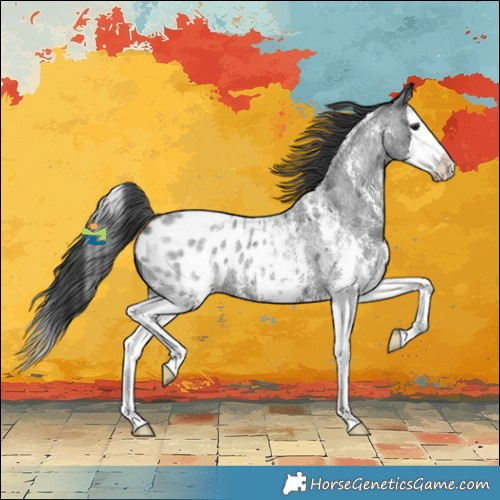 Horse Color:Blue Roan Sabino Splash Appaloosa 