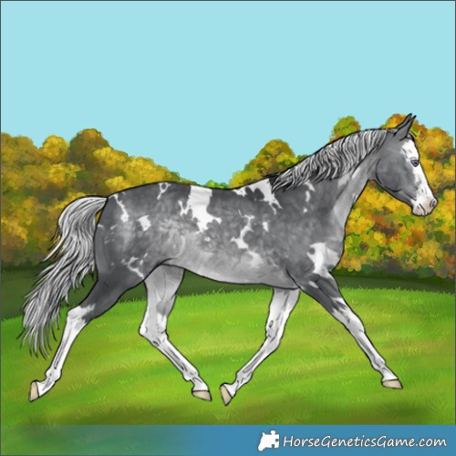 Horse Color:White Spotted Silver Brown Chinchilla Splash 