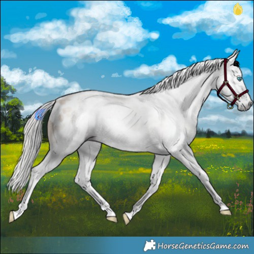 Horse Color:Gray Silver Bay Dun Splash Near Leopard Rabicano 