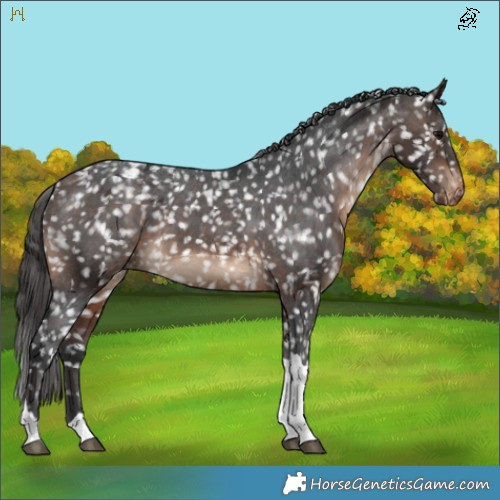 Horse Color:Brown Tobiano Appaloosa 