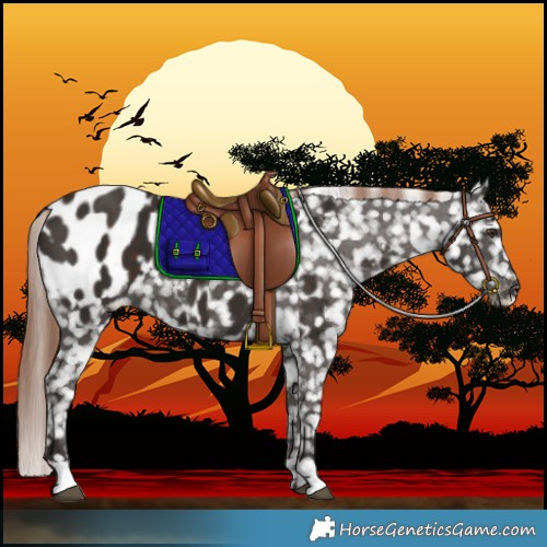 Horse Color:Liver Chestnut Blanket 