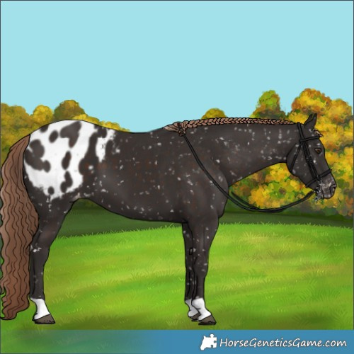 Horse Color:Liver Chestnut Appaloosa 