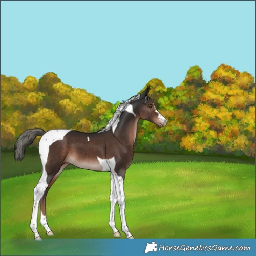 Horse Color:Liver Chestnut Mushroom Tobiano 