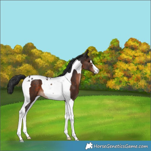 Horse Color:Brown Mushroom Tobiano 