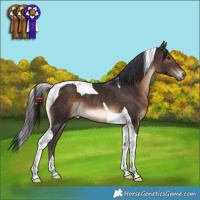 Horse Color:Brown Tobiano 