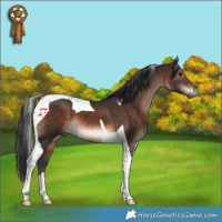 Horse Color:Brown Tobiano