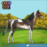Horse Color:Brown Tobiano