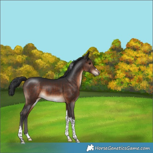 Horse Color:Brown Tobiano 