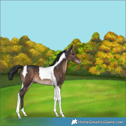 Horse Color:Brown Tobiano 
