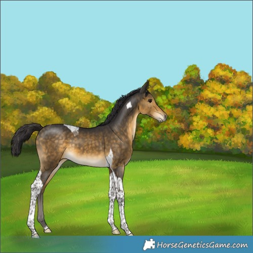 Horse Color:Buckskin Tobiano 
