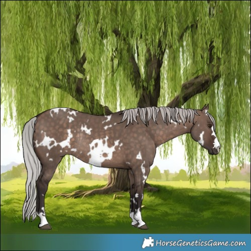 Horse Color:White Spotted Silver Brown Dun Mushroom Rabicano 