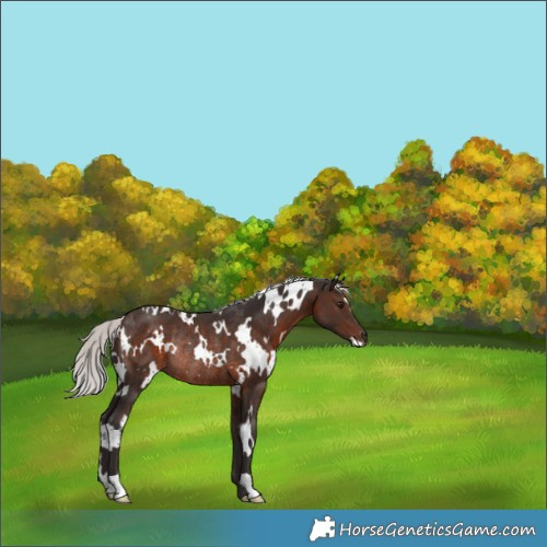 Horse Color:White Spotted Silver Brown Mushroom Rabicano 