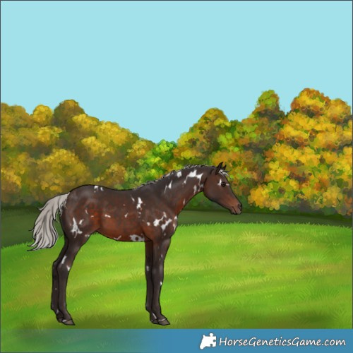Horse Color:White Spotted Silver Brown 