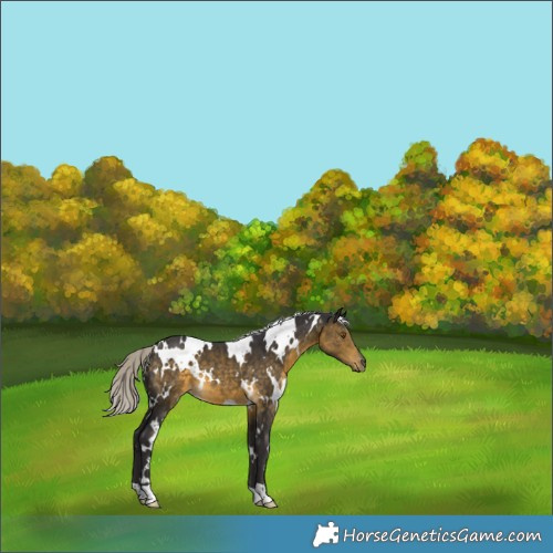 Horse Color:White Spotted Silver Buckskin 