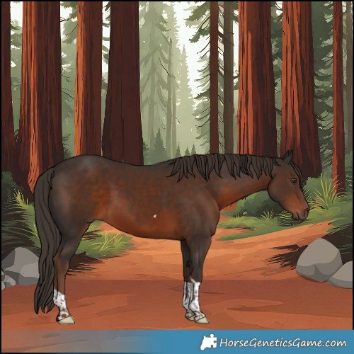Horse Color:Liver Chestnut Tobiano 