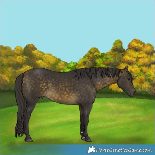 Horse Color:Buckskin 