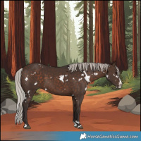 Horse Color:White Spotted Silver Brown Splash Rabicano 