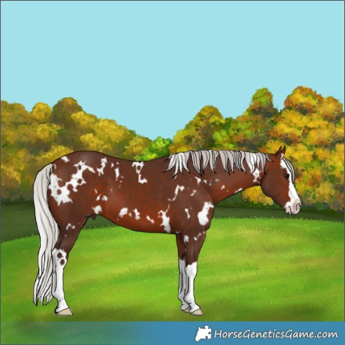 Horse Color:White Spotted Silver Brown Splash 