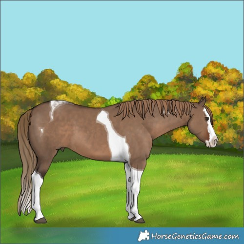 Horse Color:Liver Red Dun Splash Tobiano 