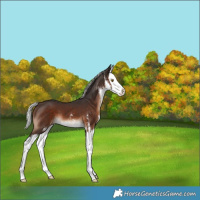 Horse Color:Silver Brown Sabino Splash