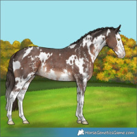Horse Color:White Spotted Liver Chestnut Sabino Splash 