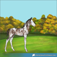 Horse Color:White Spotted Liver Chestnut Sabino Splash