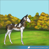 Horse Color:White Spotted Buckskin Splash 