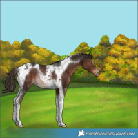 Horse Color:Liver Chestnut Tobiano Rabicano 