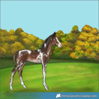 Horse Color:White Spotted Liver Chestnut Splash Tobiano 