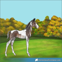 Horse Color:White Spotted Silver Brown Tobiano Rabicano