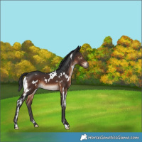 Horse Color:White Spotted Brown