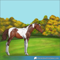 Horse Color:Chocolate Brown Tobiano 